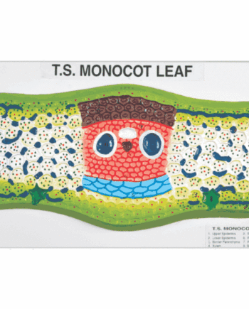 Leaf T.s. Monocot
